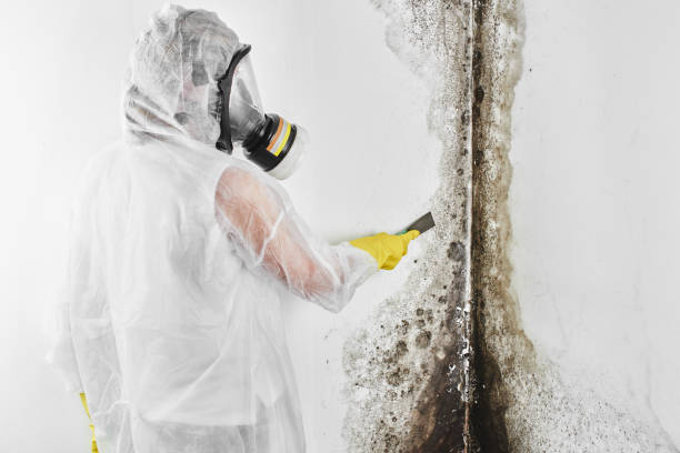 Mold Removal Process in Belvedere, SC