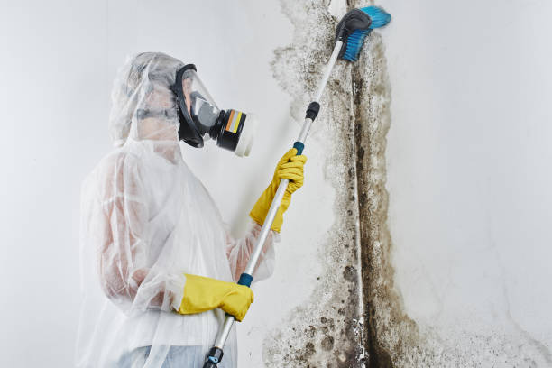 Best Local Mold Removal Service  in Belvedere, SC
