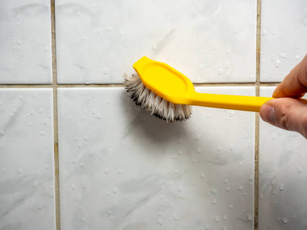 Professional Mold Removal in Belvedere, SC