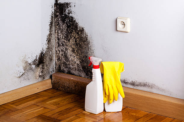 Best Crawl Space Mold Removal  in Belvedere, SC