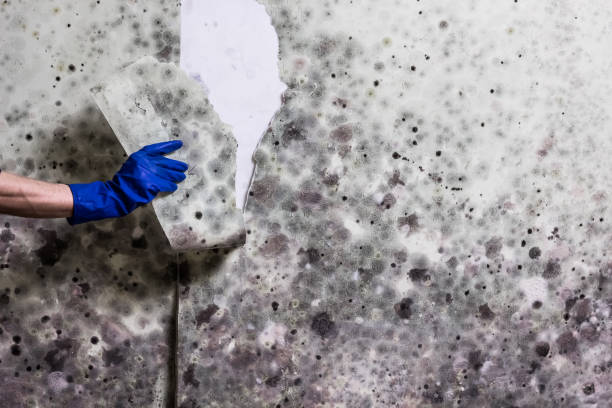 Best Affordable Mold Removal  in Belvedere, SC